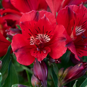 Colorita Kate Peruvian Lily - 2 Gallon