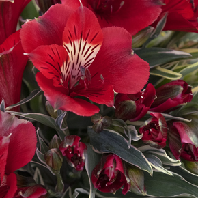 Colorita Katiana Peruvian Lily - 2 Gallon