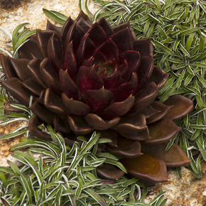 Black Prince Echeveria - 1 Gallon