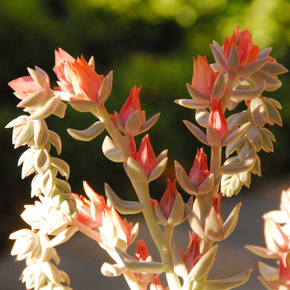 Topsy Turvy Echeveria - 1 Gallon
