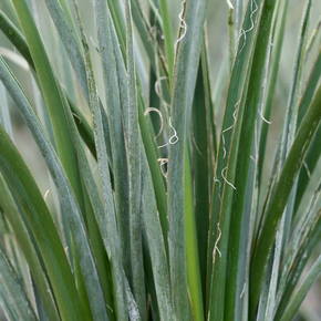 Yellow Yucca (Yellow False Yucca) - 1 Gallon