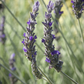 Goodwin Creek Gray Lavender - 1 Gallon