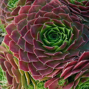 Red Rubin Hens And Chicks - 1 Gallon