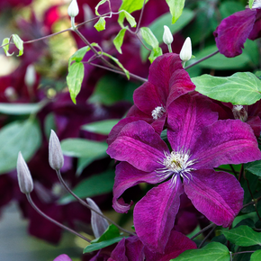 Rouge Cardinal Clematis