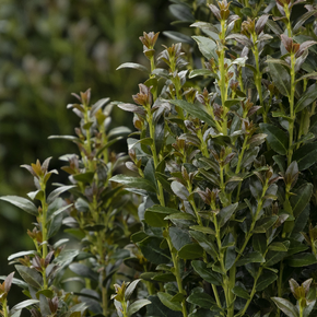 Ruby Colonnade Holly - 2 Gallon
