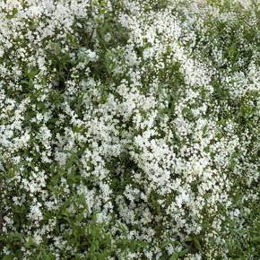 Dwarf Nikko Deutzia - 2 Gallon