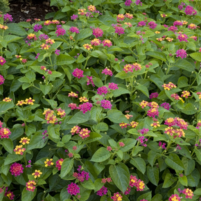Teenie Genie Compact Lantana - 2 Gallon