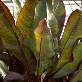 Red Leaved Banana