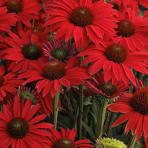 Kismet Red Coneflower - 1 Gallon