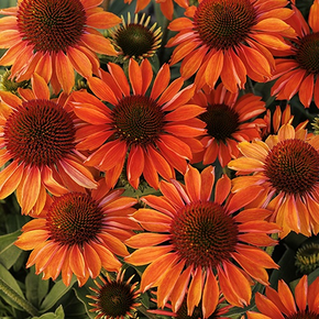 Prima Ginger Coneflower - 1 Gallon