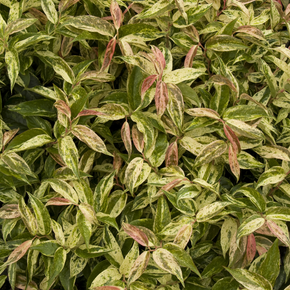 Rainbow Drooping Leucothoe -2 Gallon