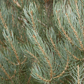 Singleleaf Pinyon - 10 Gallon