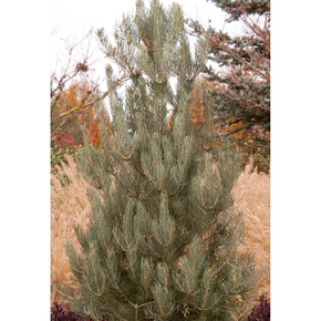Singleleaf Pinyon - 10 Gallon