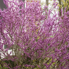 Avondale Redbud - 5 Gallon