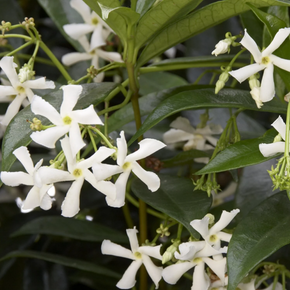 Star Jasmine - 5 Gallon