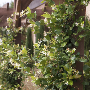 Madison Star Jasmine - 5 Gallon