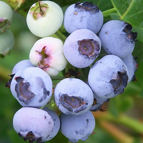 Emerald Southern Highbush Blueberry - 2 Gallon