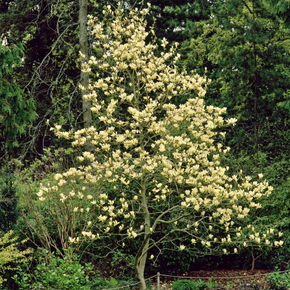 Elizabeth Magnolia - 5 Gallon