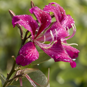 Hong Kong Orchid Tree - 5 Gallon