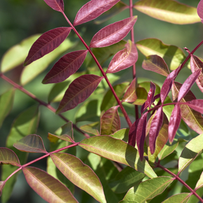 Red Push Pistache - 5 Gallon