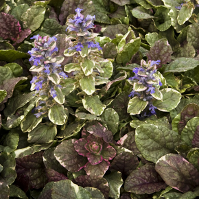 Burgundy Glow Ajuga - 1 Gallon