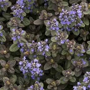 Chocolate Chip Ajuga - 1 Gallon