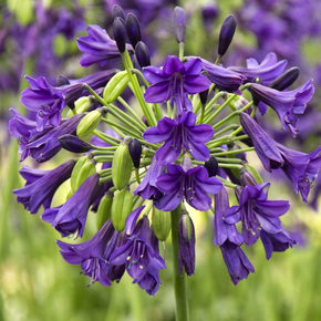 Purple Potion Agapanthus - 1 Gallon