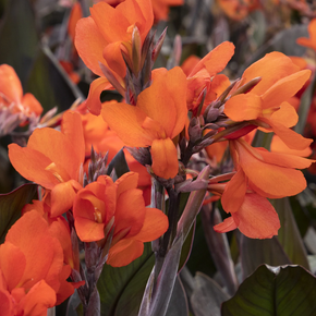 Cannova Bronze Orange Canna Lily - 2 Gallon