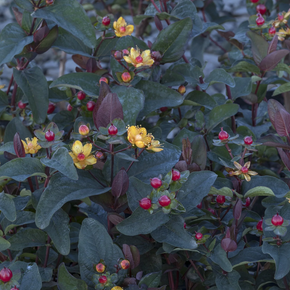 FloralBerry Sangria St. John's Wort