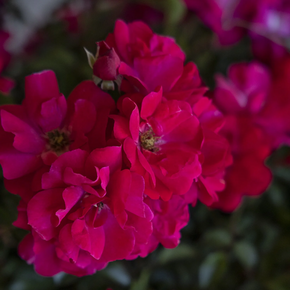 Nitty Gritty Pink Rose - 5 Gallon