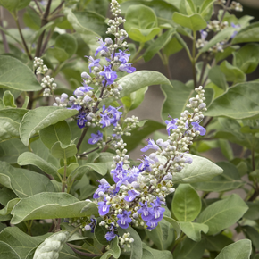 Summertime Blues Chaste Tree - 2 Gallon