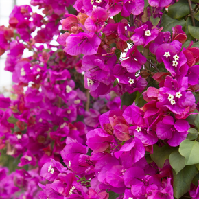 James Walker Bougainvillea - 5 Gallon