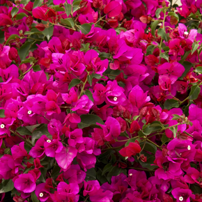 Oo-La-La Bougainvillea - 5 Gallon