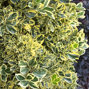 Chollipo Euonymus - 2 Gallon