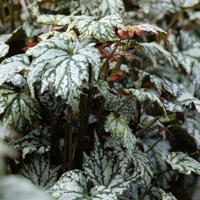 Holiday Jolly Holly Begonia - 1 Gallon