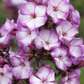 Sweet Summer Fantasy Garden Phlox - 1 Gallon
