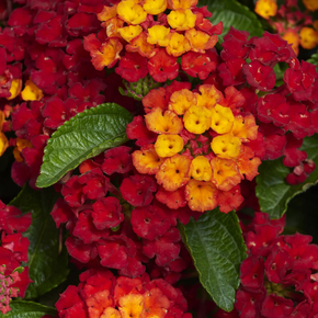 Hot Blooded Lantana - 2 Gallon