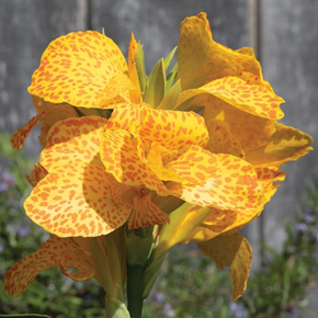 Cannova Gold Leopard Canna Lily - 2 Gallon