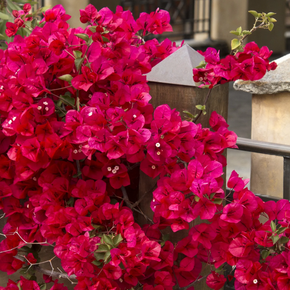 Scarlett O'Hara Bougainvillea - 5 Gallon
