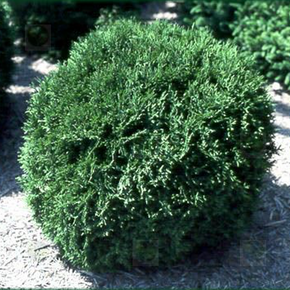 Little Giant Arborvitae - 1 Gallon