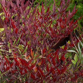 Plum Passion Heavenly Bamboo