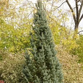 Iseli Fastigiate Colorado Spruce - 5 Gallon
