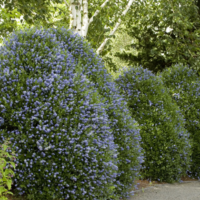 Victoria California Lilac - 5 Gallon