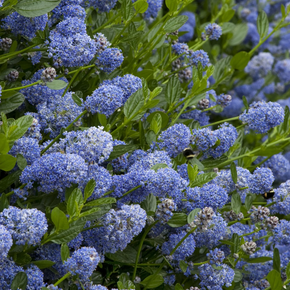 Victoria California Lilac - 5 Gallon