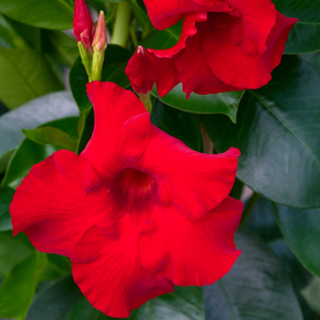 Sundenia Red Improved Mandevilla - 1 Gallon