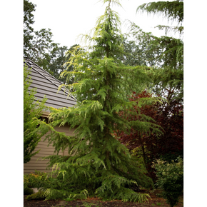 Golden Deodar Cedar