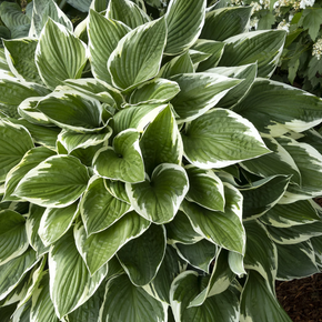 Francee Hosta - 1 Gallon