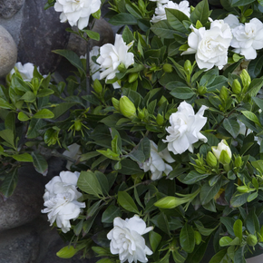 Everblooming Gardenia - 1 Gallon