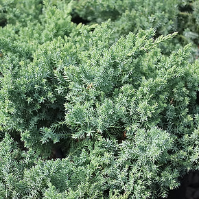 Dwarf Japanese Garden Juniper - 2 Gallon