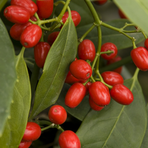 Sawtoothed Japanese Aucuba - 5 Gallon